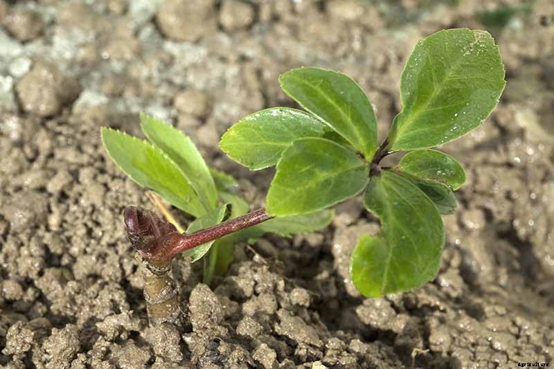 How to Divide and Transplant Hellebores