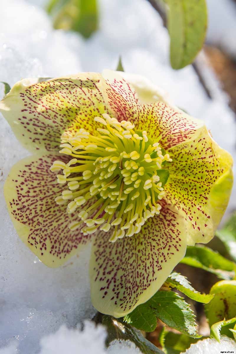 How to Divide and Transplant Hellebores