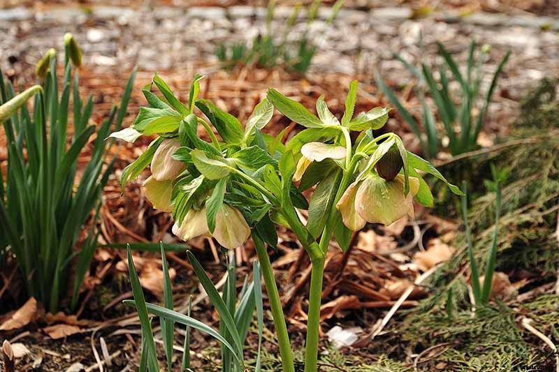 How to Divide and Transplant Hellebores