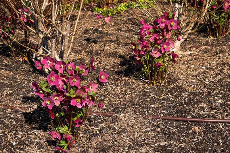 How to Divide and Transplant Hellebores