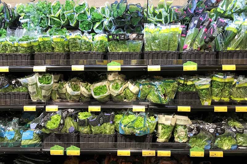 How to Propagate Basil