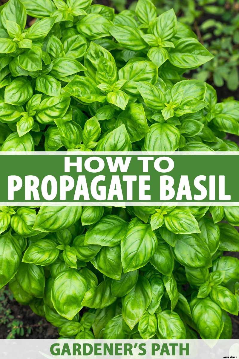 How to Propagate Basil