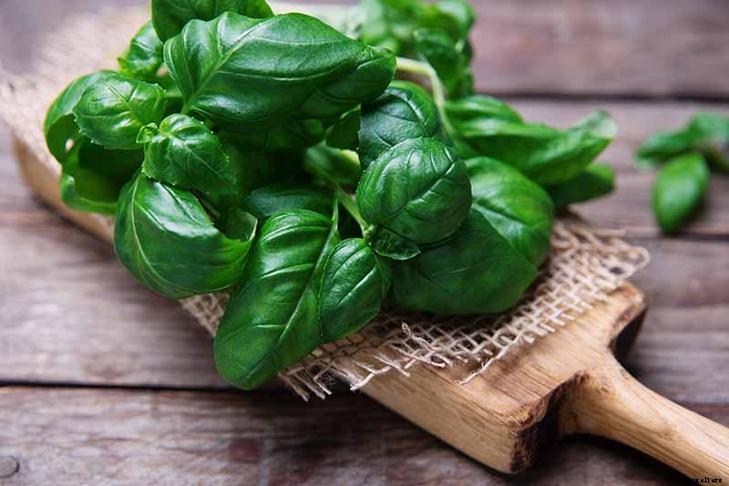 How to Propagate Basil
