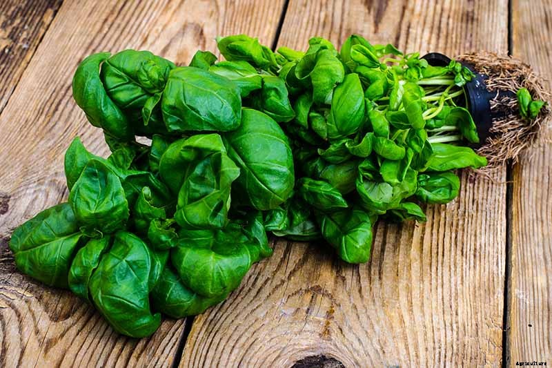 How to Propagate Basil