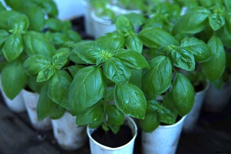 How to Propagate Basil