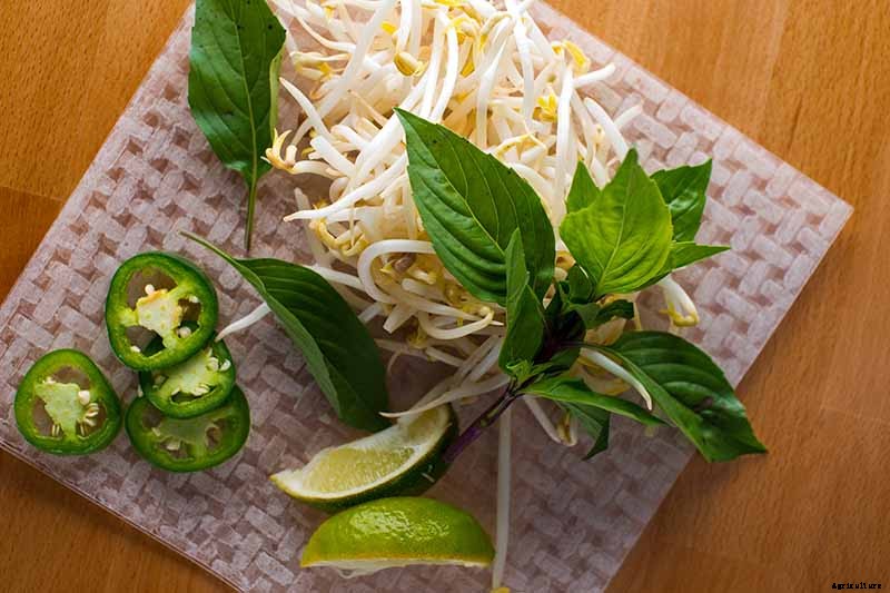 How to Propagate Basil