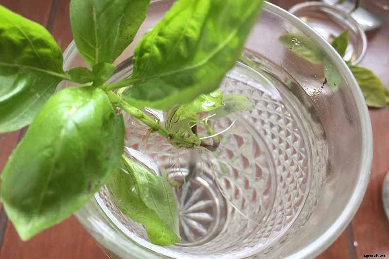 How to Propagate Basil