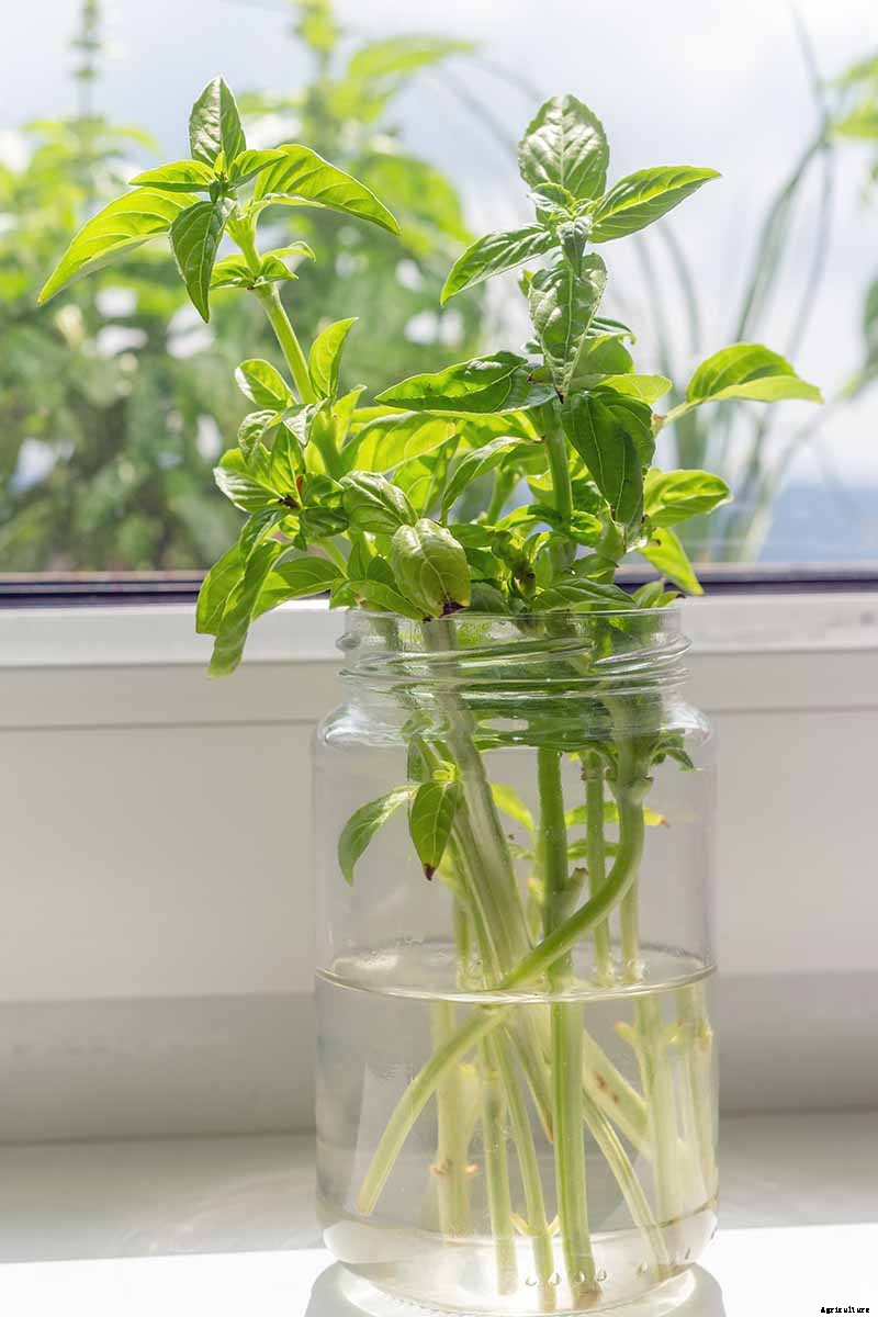 How to Propagate Basil