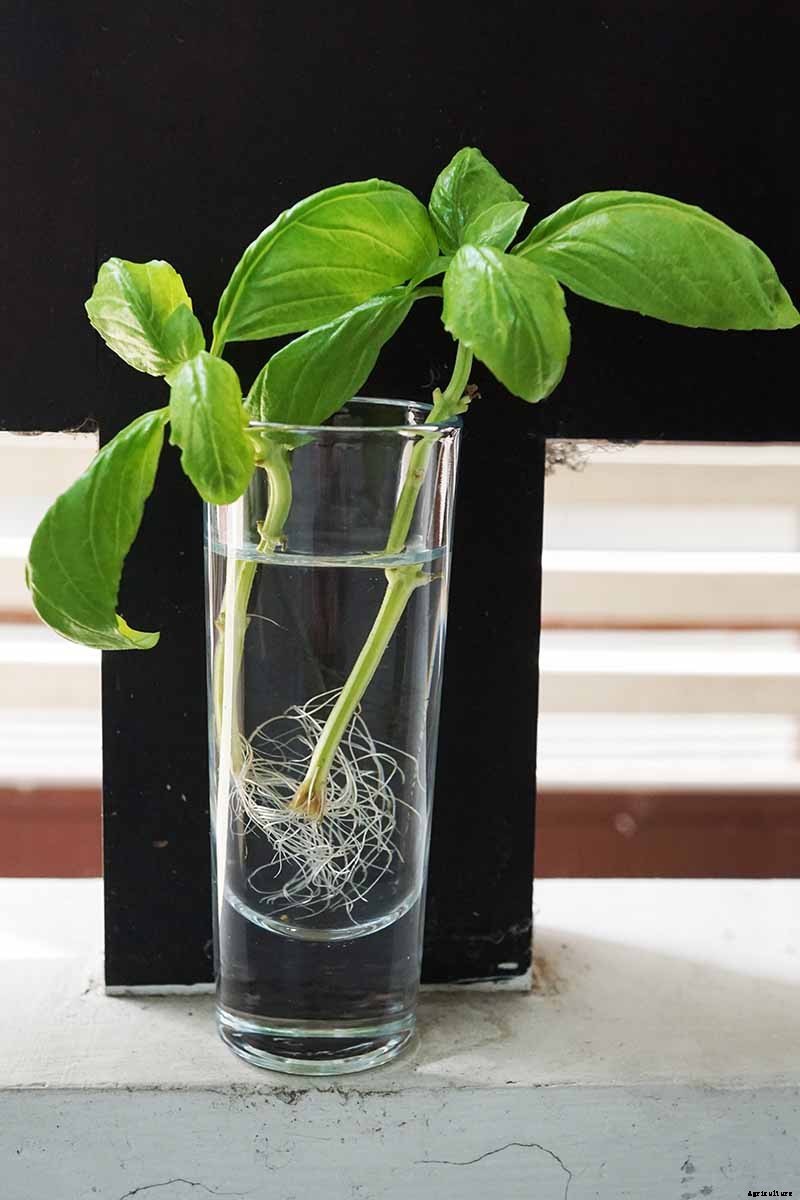 How to Propagate Basil
