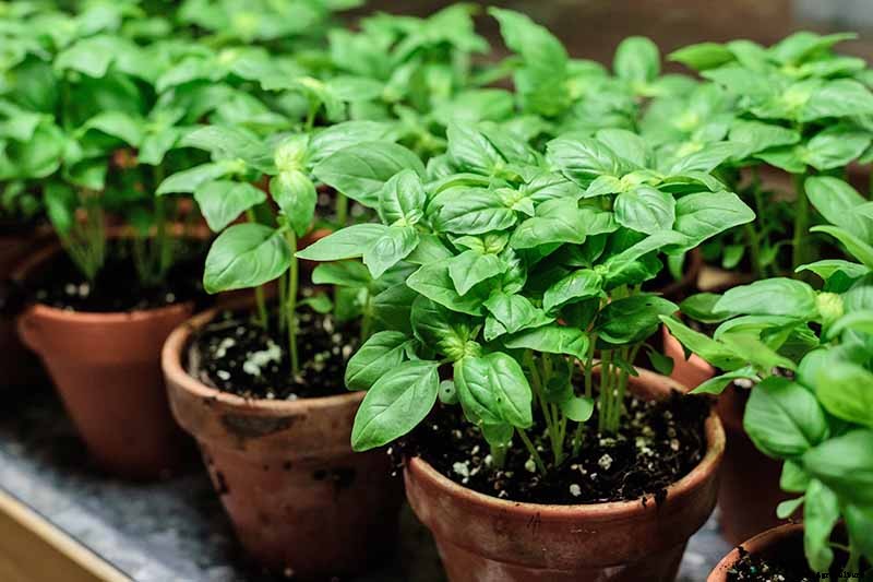 How to Propagate Basil