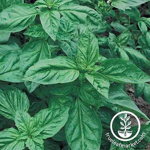 How to Propagate Basil