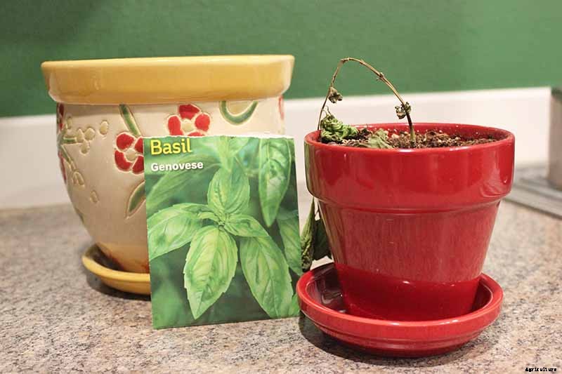 How to Propagate Basil