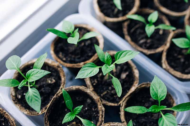 How to Propagate Basil
