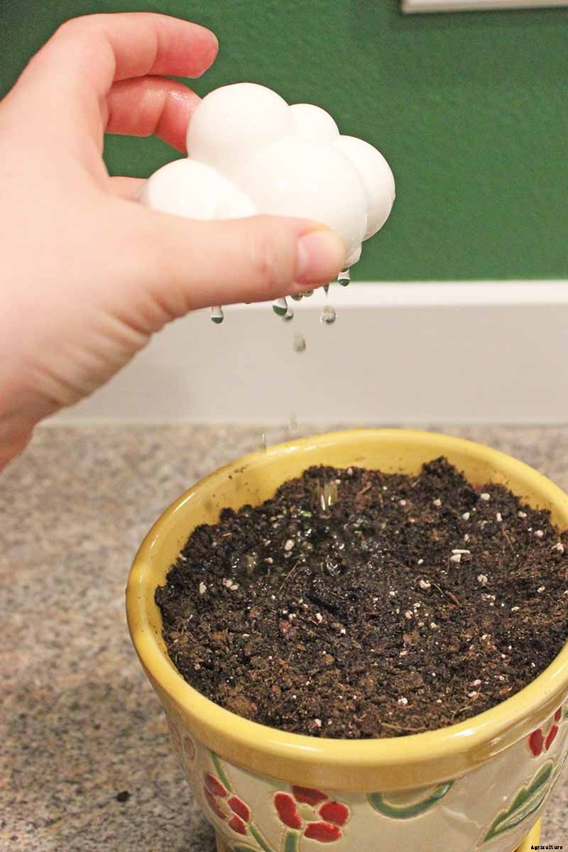 How to Propagate Basil