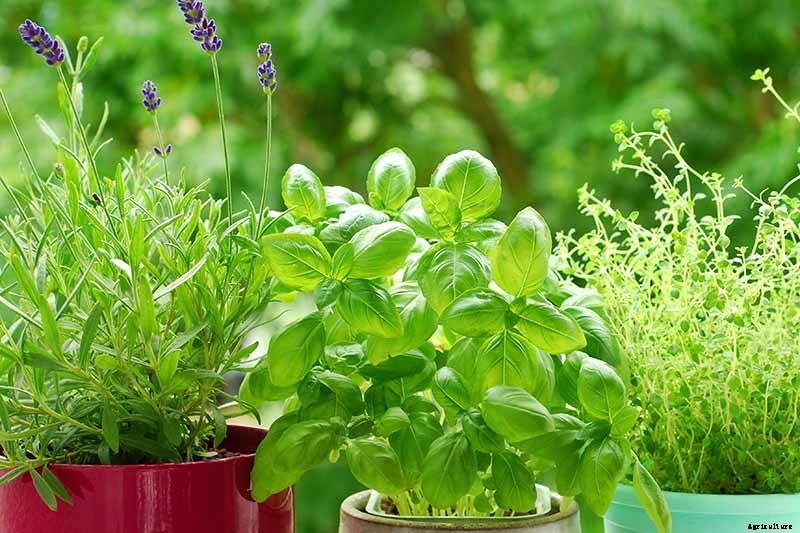 How to Propagate Basil