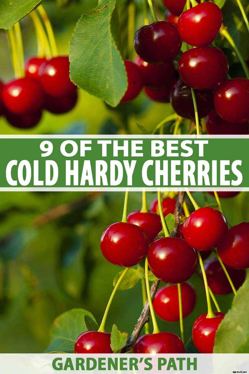 9 of the Best Cold Hardy Cherry Trees