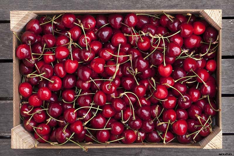 9 of the Best Cold Hardy Cherry Trees