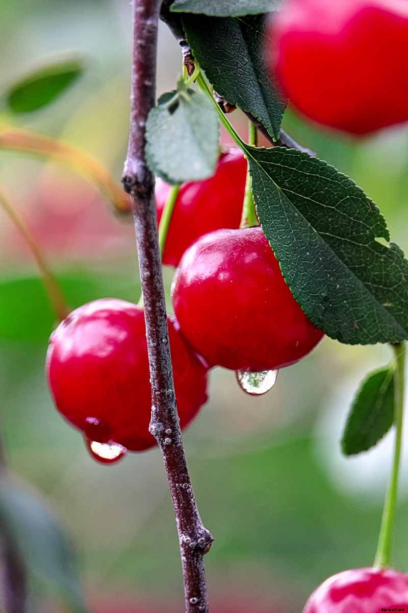 9 of the Best Cold Hardy Cherry Trees