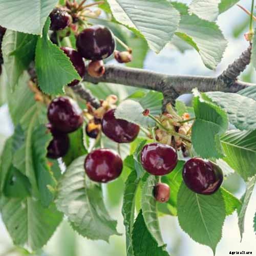 9 of the Best Cold Hardy Cherry Trees