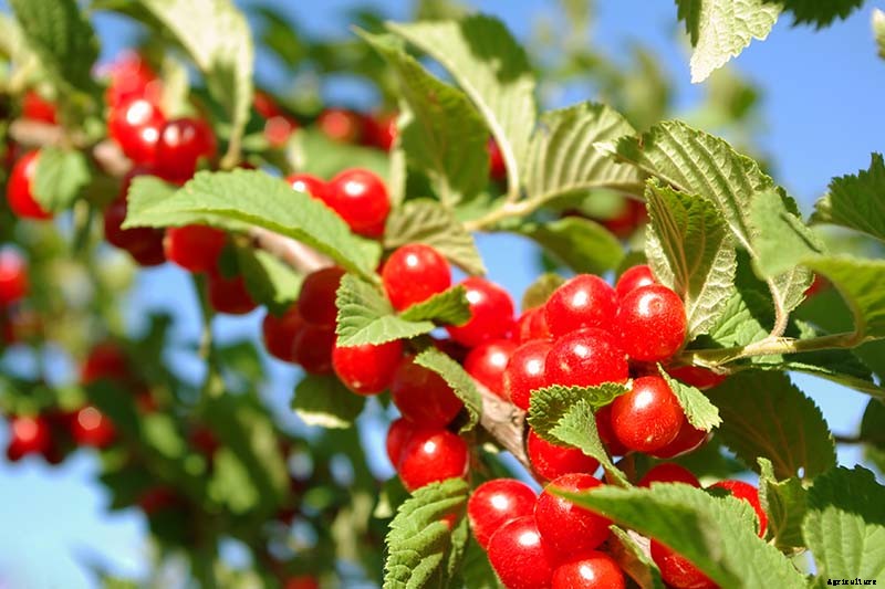 9 of the Best Cold Hardy Cherry Trees