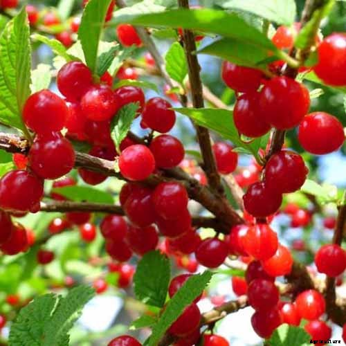 9 of the Best Cold Hardy Cherry Trees