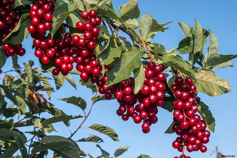 9 of the Best Cold Hardy Cherry Trees