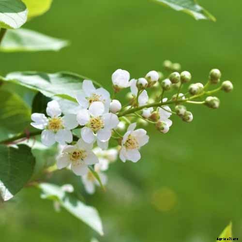 9 of the Best Cold Hardy Cherry Trees
