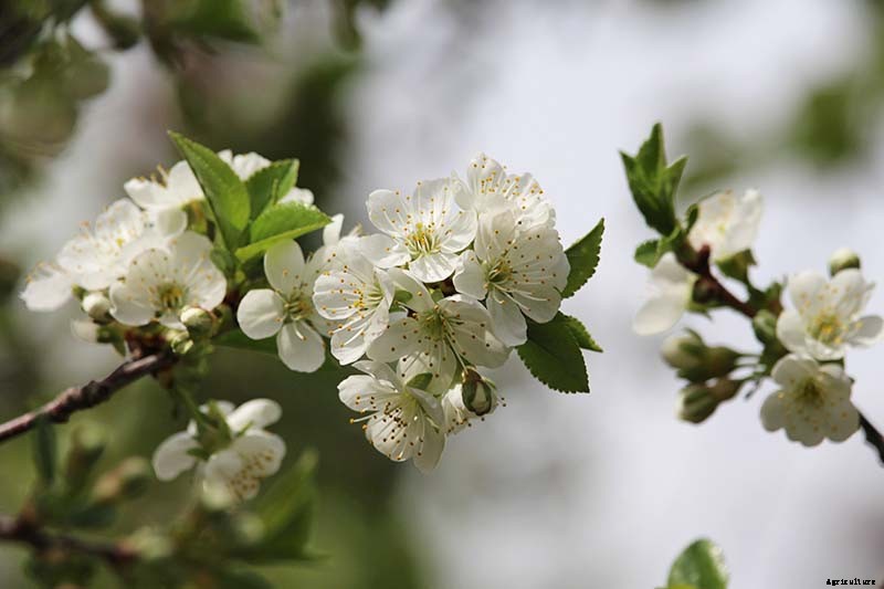 9 of the Best Cold Hardy Cherry Trees