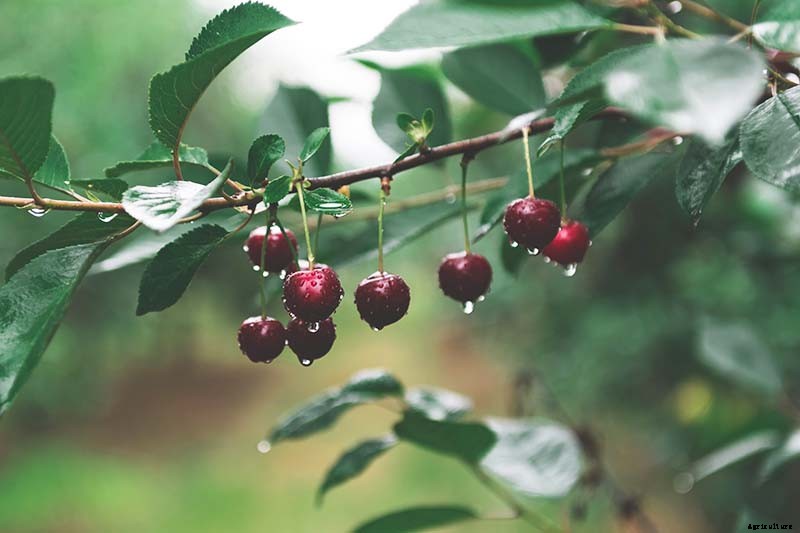 9 of the Best Cold Hardy Cherry Trees