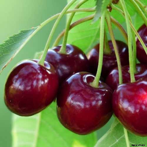 9 of the Best Cold Hardy Cherry Trees