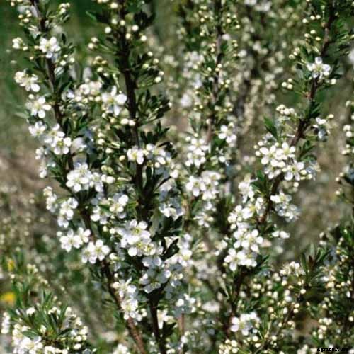 9 of the Best Cold Hardy Cherry Trees