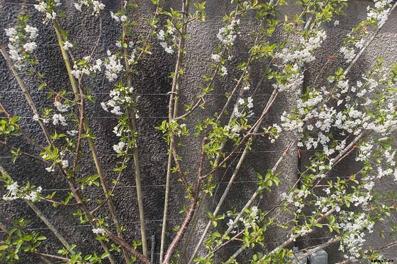 9 of the Best Cold Hardy Cherry Trees