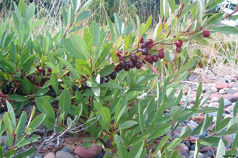 9 of the Best Cold Hardy Cherry Trees