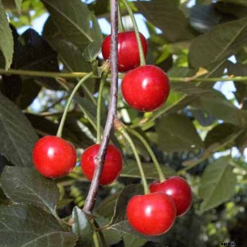 9 of the Best Cold Hardy Cherry Trees