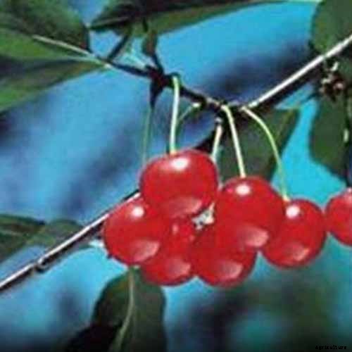 9 of the Best Cold Hardy Cherry Trees