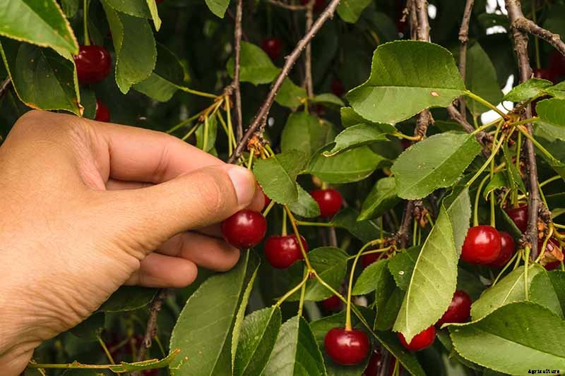 9 of the Best Cold Hardy Cherry Trees