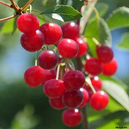 9 of the Best Cold Hardy Cherry Trees