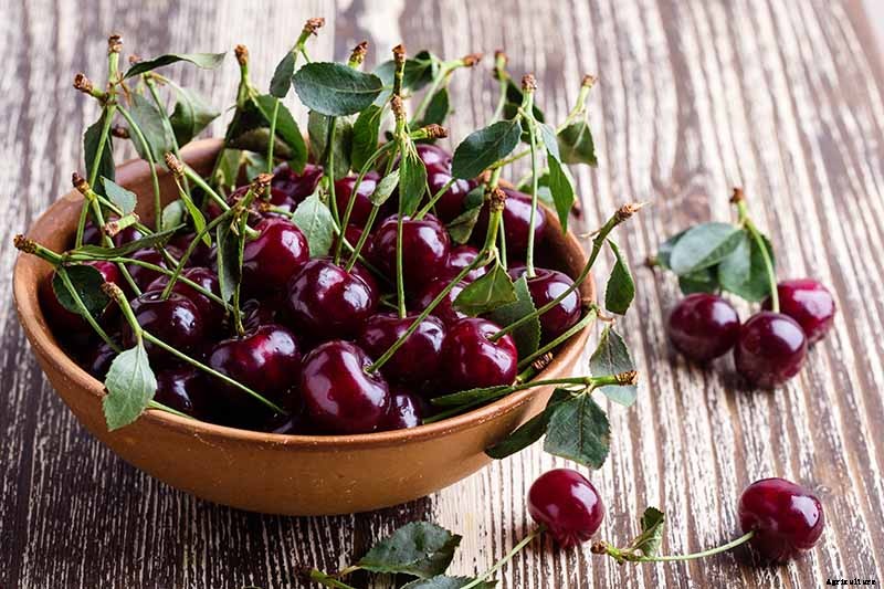 9 of the Best Cold Hardy Cherry Trees