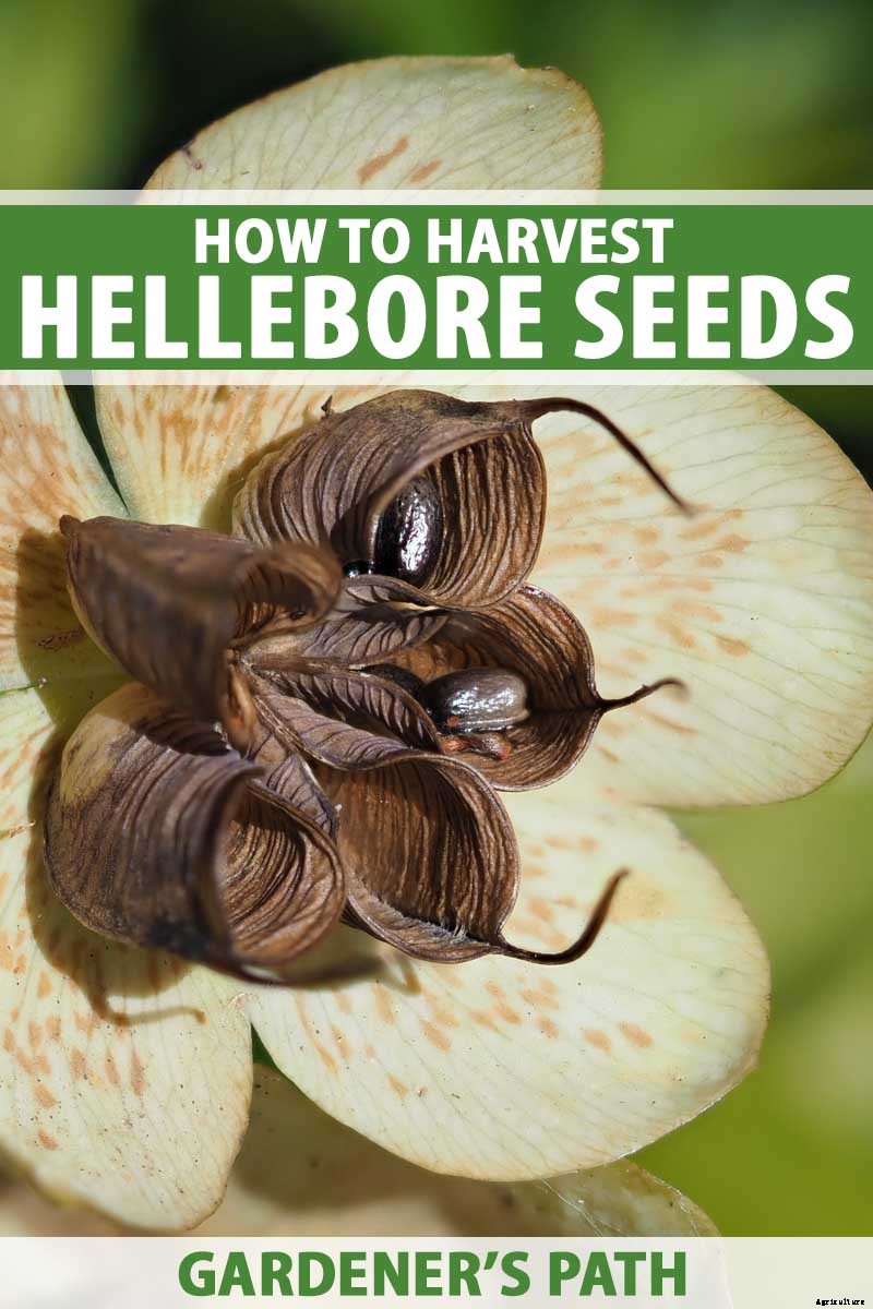 How to Collect Hellebore Seeds for Plant Propagation