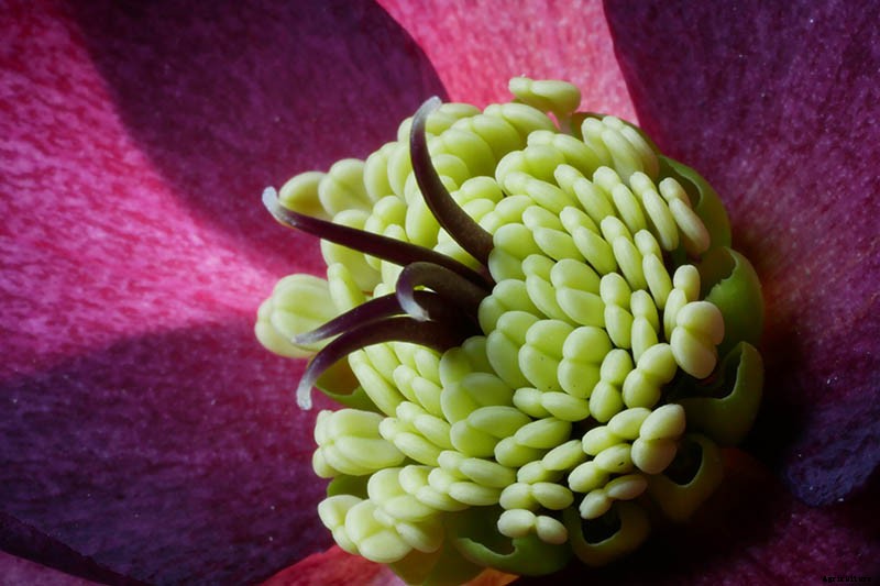 How to Collect Hellebore Seeds for Plant Propagation