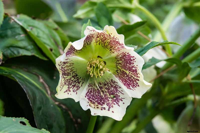 How to Collect Hellebore Seeds for Plant Propagation