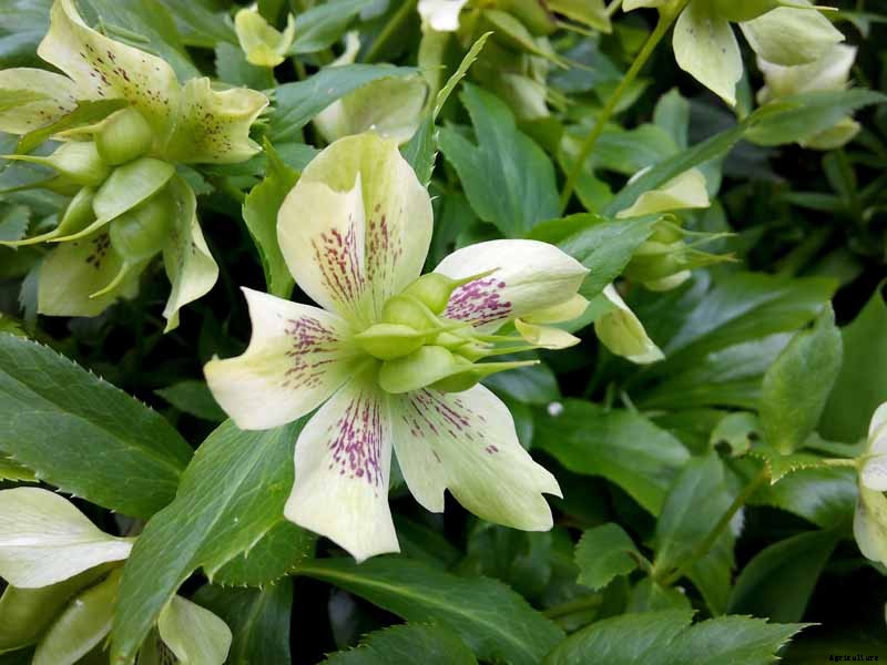 How to Collect Hellebore Seeds for Plant Propagation