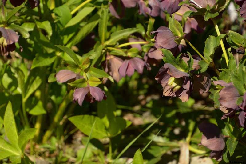 How to Collect Hellebore Seeds for Plant Propagation