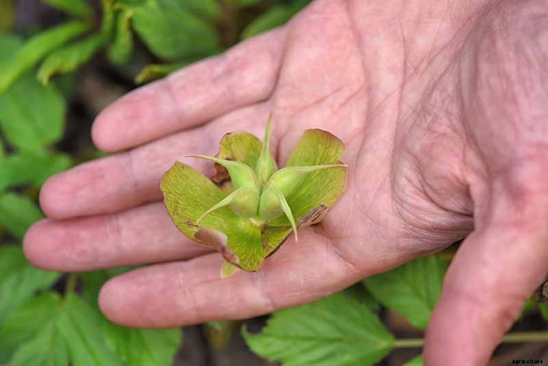 How to Collect Hellebore Seeds for Plant Propagation