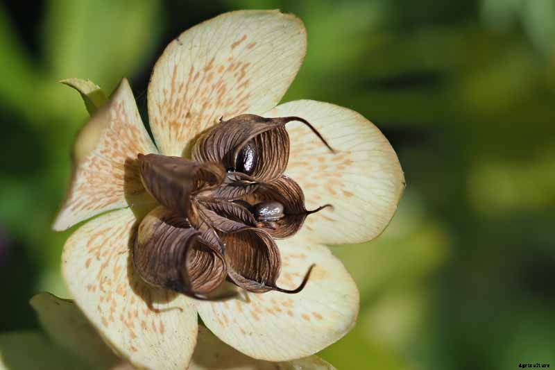 How to Collect Hellebore Seeds for Plant Propagation