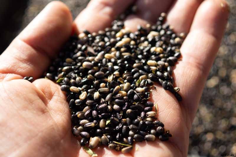 How to Collect Hellebore Seeds for Plant Propagation