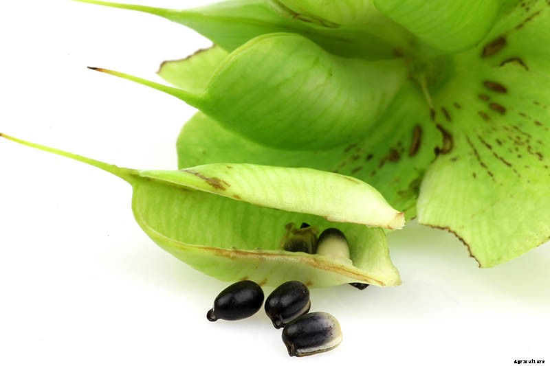 How to Collect Hellebore Seeds for Plant Propagation