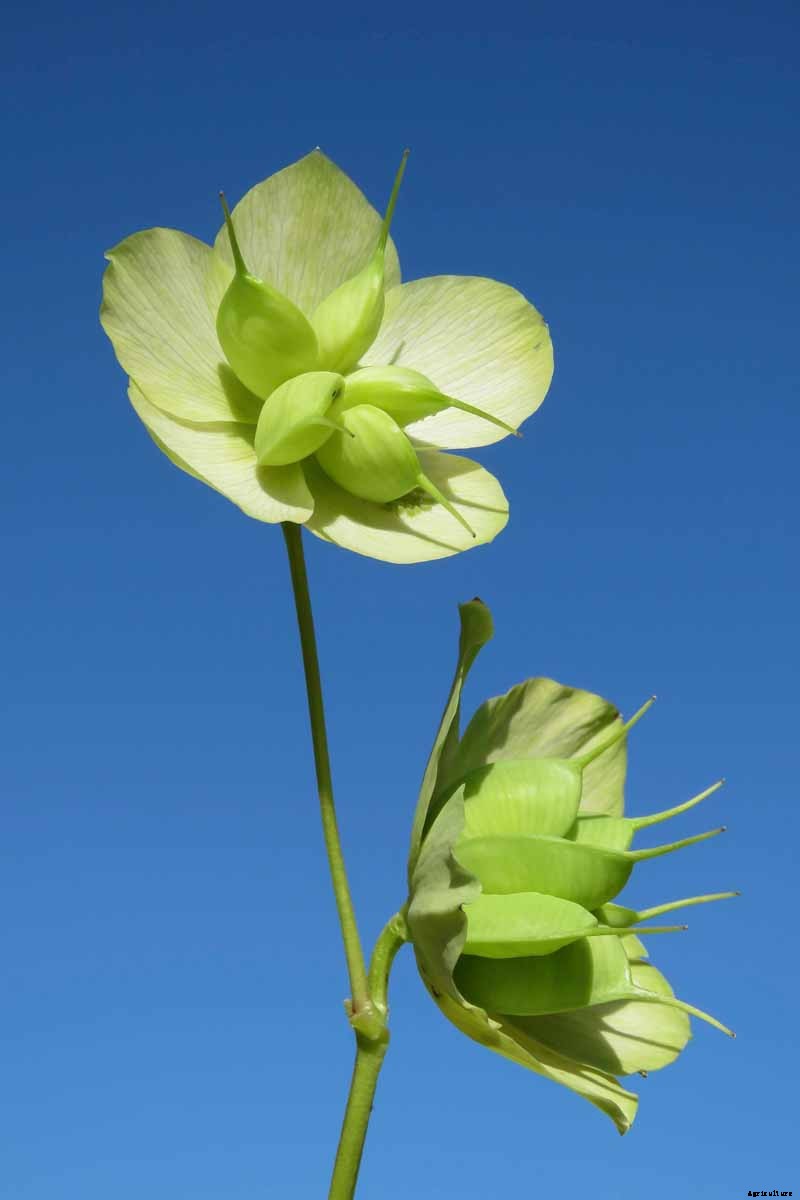 How to Collect Hellebore Seeds for Plant Propagation