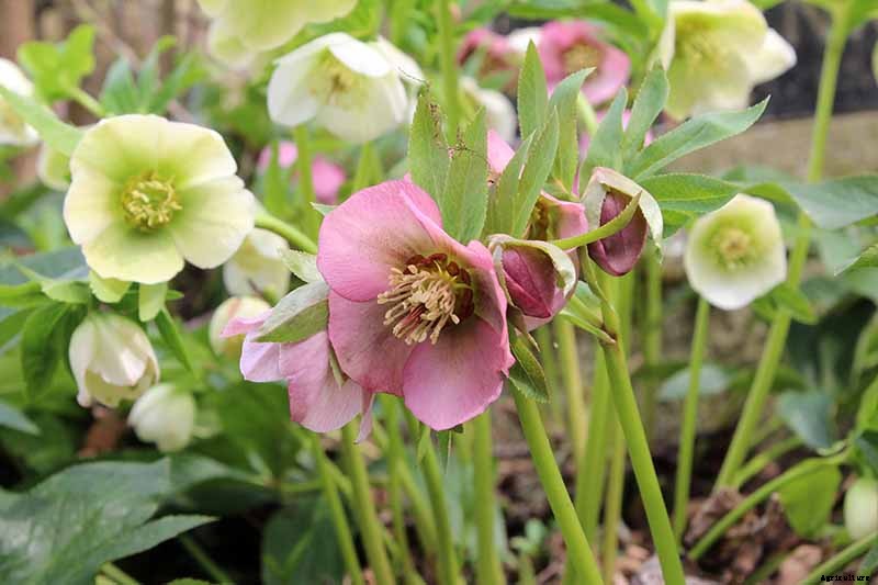 How to Collect Hellebore Seeds for Plant Propagation