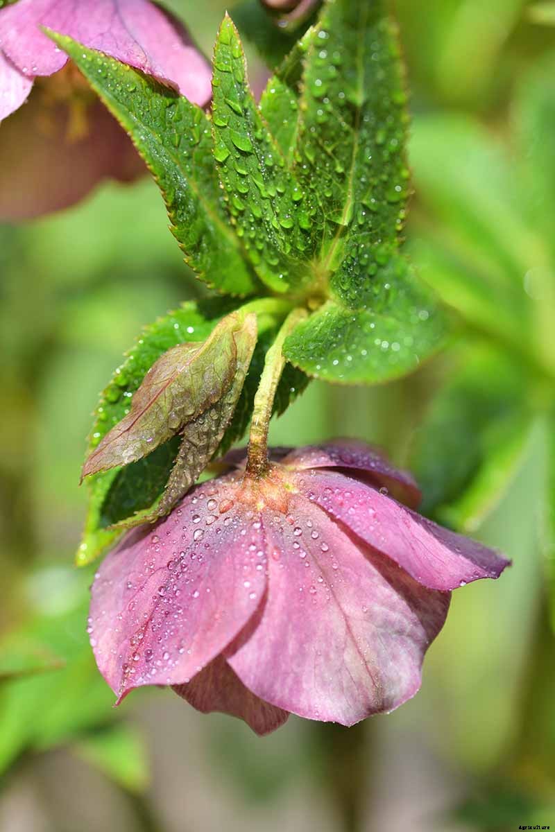 How to Collect Hellebore Seeds for Plant Propagation
